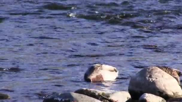 岩の間の海岸近くのアメリカ川の底から2匹のアヒルの餌やり — ストック動画