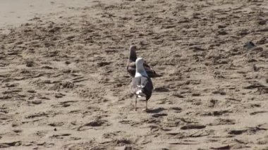 Two Seagulls Walking On Sandy Beach With Pair Of Tennis Shoes