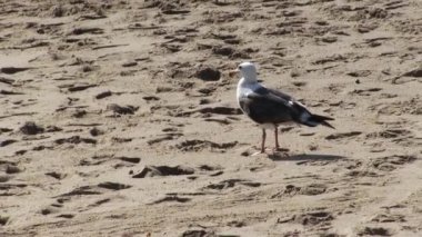 Seagulls Walking On Sandy Beach Taking Flight When Charged By Child