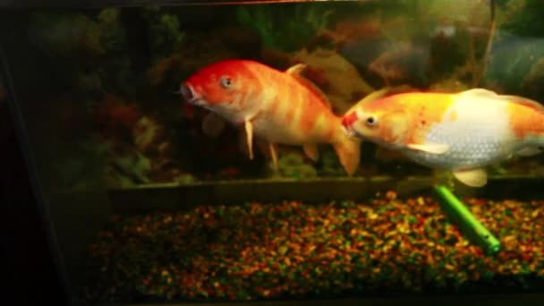 Large Koi Fish Fish Tank Gold White Swimming — Video Stock
