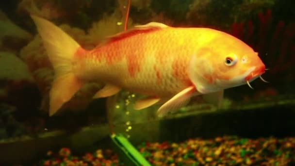 Large Koi Fish Fish Tank Gold White Swimming — Stock videók
