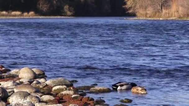 Dwie Kaczki Skraju Amerykańskiej Rzeki Żywiące Się Wodą Płynącą Tle — Wideo stockowe