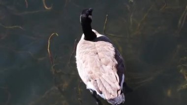 Shot From Above Of Canada Goose Swimming And Feeding In American River