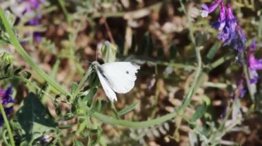 White Moth Sitting On Green Plant With Breezing Blowing Purple Flowers