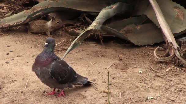 Pigeon Preening Ground Squirrel Chewing Cactus Plant Santa Monica California — ストック動画