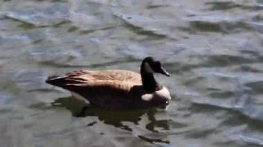 Tight Shot Of Single Canada Goose Swimming In American River California
