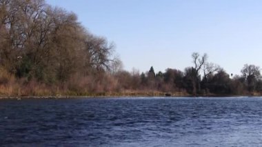 Seagulls Flying Over And Landing On American River With Slow Camera Movement From Right To Left