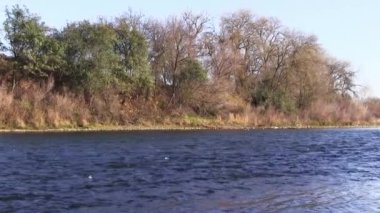 Seagulls Flying Over And Landing On American River With Slow Camera Movement From Right To Left