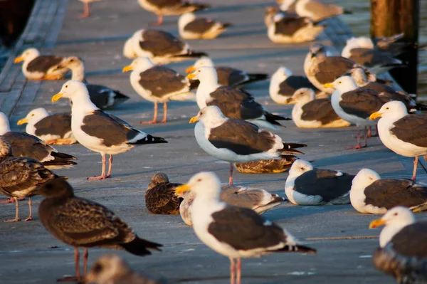 Group Seagulls Sitting Standing Dock Facing Rising Sun Wind Rouge — Stockfoto