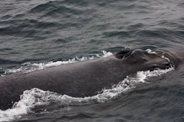Humpback Wale Nadando Monterey Bay California Con Agujero Por Encima —  Fotos de Stock