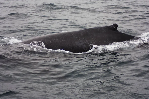 Espalda Ballena Jorobada Sobre Superficie Del Agua Nadando Monterey Bay —  Fotos de Stock