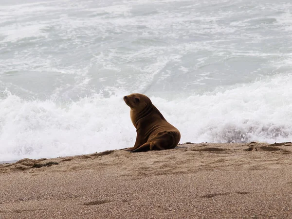 Leão Marinho Doente Sentado Praia Norte Califórnia Com Oceano Fundo — Fotografia de Stock