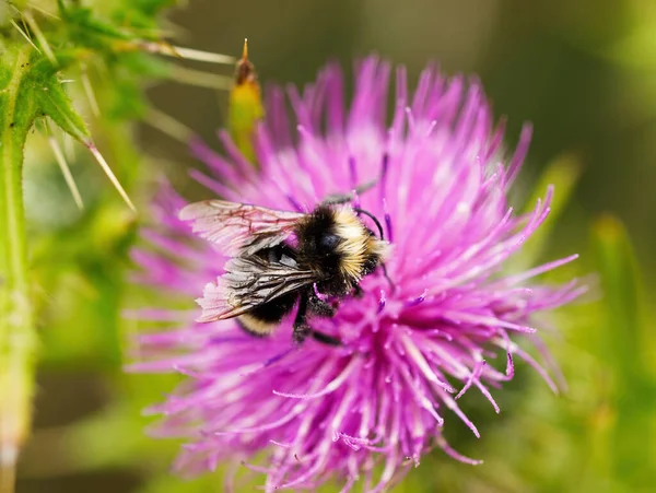 Ciasne Ujęcie Czarno Żółtej Pszczoły Siedzącej Purpurowym Kwiatku Ostu Pyłkiem — Zdjęcie stockowe