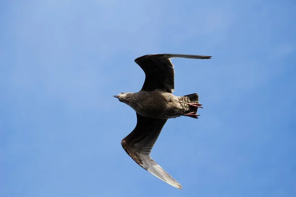 Single Seagull Flight Wings Spread Overhead Blue Sky — Foto de Stock