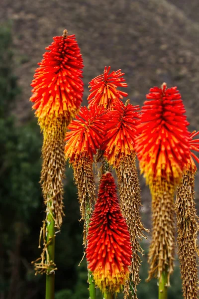 Piros Narancs Sárga Virágok Hegy Háttérben Peru Dél Amerika — Stock Fotó