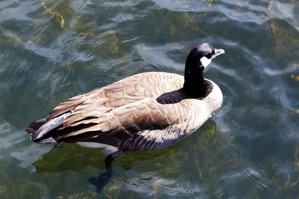 Σφιχτά Σουτ Του Καναδά Goose Από Πάνω Κολύμπι Στο Ποτάμι — Φωτογραφία Αρχείου