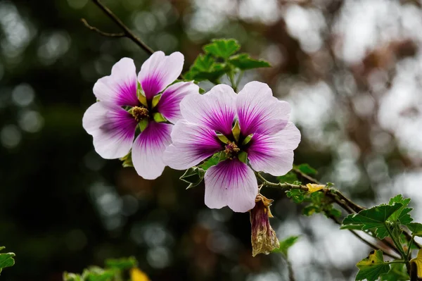 Två Lila Och Vita Blommor Med Gula Stamen Mot Suddig — Stockfoto