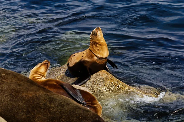 Lions Mer Sur Les Rochers Monterey Bay Californie Nez Dans — Photo