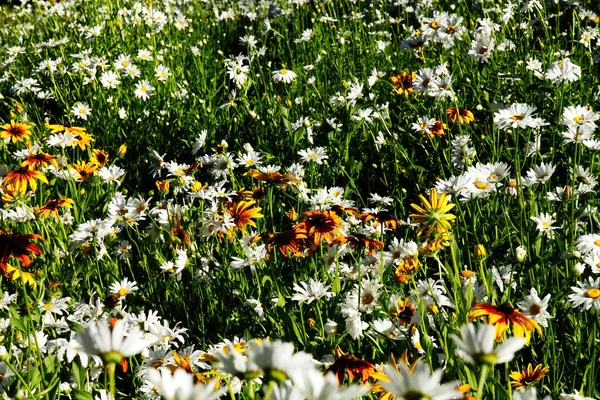Πεδίο Των Άγριων Λουλουδιών Λευκό Κίτρινο Και Πορτοκαλί Πράσινα Κοτσάνια — Φωτογραφία Αρχείου