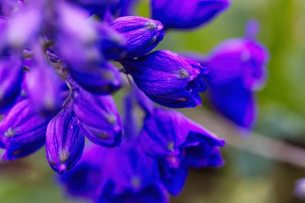 Szelektív Összpontosítás Egy Csoport Kék Lila Virágok Nem Fókusz Zöld — Stock Fotó