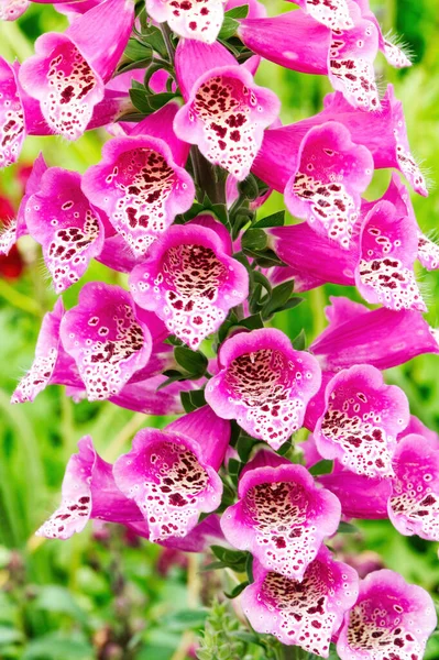 꽃으로 보라색 무늬가 출입문을 반대하는 제비꽃 — 스톡 사진