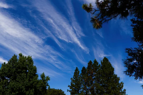 Olhando Para Nuvens Brancas Céu Azul Passado Tops Árvores Verdes — Fotografia de Stock