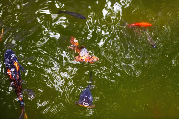 Oranžová Bílá Fialová Koi Ryby Blízkosti Hladiny Jezírka Zelenou Vodou — Stock fotografie