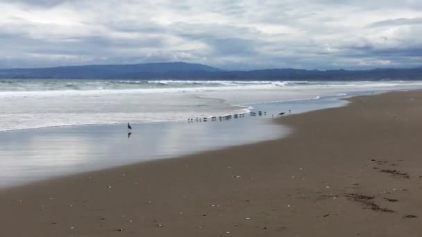 Птицы Песочницы Бегущие Океан Плавает Пляже Облачным Небом — стоковое видео