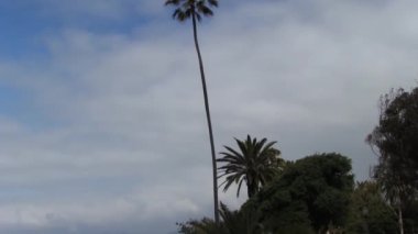Palmiye ağaçlarından, beyaz bulutlardan sahile ve okyanus Santa Monica California 'ya kadar eğil.