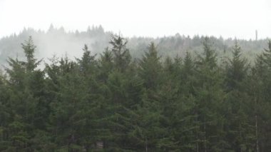 Puslu Bulutlu Yeşil Ağaçlar ve Oregon Körfezi 'ndeki Şiddetli Yağmurlu Depolar