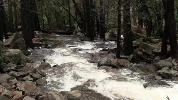 Stream Flowing Away Camera Rocks Trees Yosemite National Park California — Stock Video