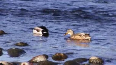 Erkek ve Dişi Ördek Amerika Nehri 'nde Yüzüyor ve Besleniyor