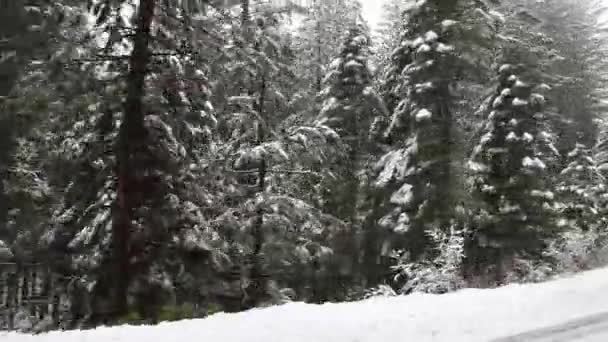Auto Strada Nel Parco Nazionale Yosemite Con Neve Cadente Alberi — Video Stock