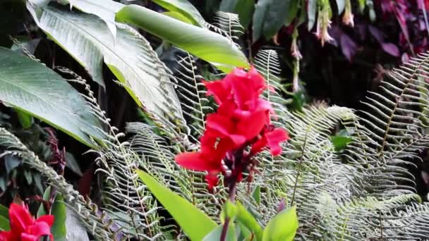 Flores Vermelhas Samambaias Folhas Verdes Movimento Brisa Peru América Sul — Vídeo de Stock