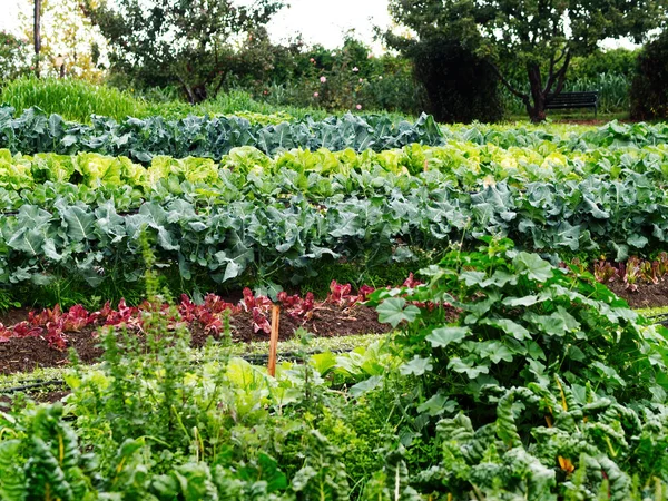 Large Garden Small Farm Rows Growing Vegetables Several Varieties — Stock Photo, Image
