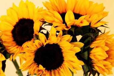 Dört Ayçiçekli Stüdyo Çekimi Sarı Arka plan