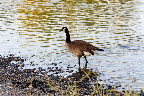 Lone Canada Goose Walking River Rock Shore Some Plants Foreground — Stock Photo, Image