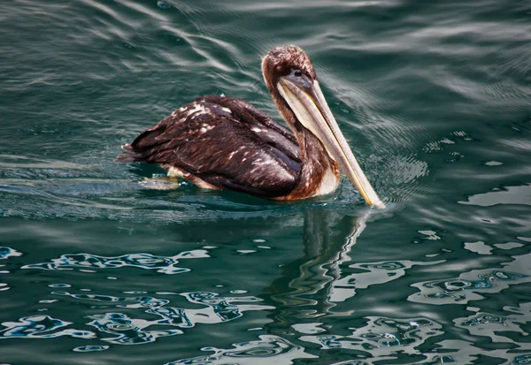 Tight Shot Single Brown Pelican Swimming Monterey Bay California — Stock Photo, Image