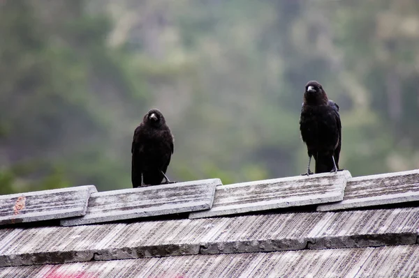 Two Black Birds Standing Top Roof Looking Direction Camera — Stock Photo, Image