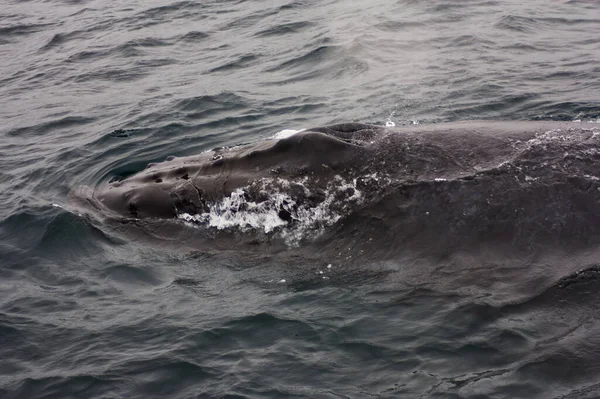 加利福尼亚蒙特利湾上空座头鲸的头部和头部的一部分 — 图库照片