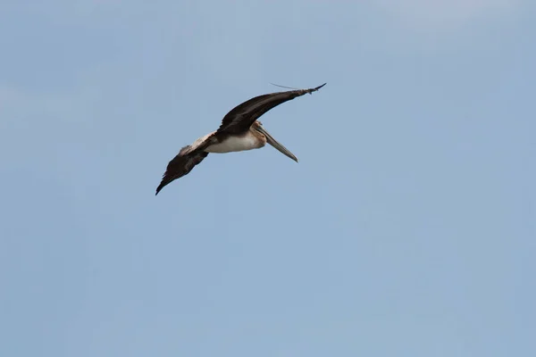 Single Brown Pelican Flying Spread Wings Blue Sky Monterey California — Stock Photo, Image