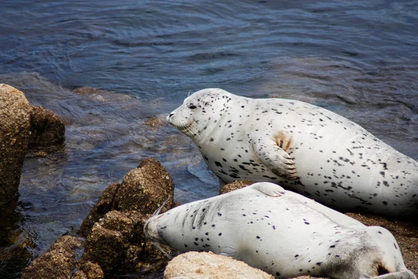 加利福尼亚州蒙特利湾水底岩石上的两只斑纹海豹 — 图库照片