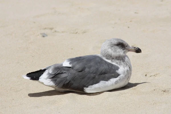 Single Seagull Sitting Sand Beach Profile Camera Monterey California — Stock Photo, Image