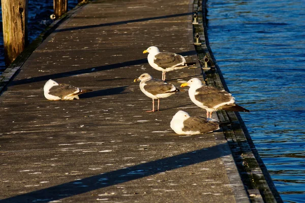 Seagulls Standing Sitting Dock Rogue River Oregon Sunrise — Stock Photo, Image