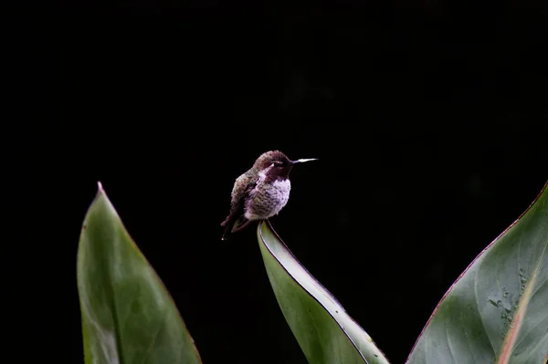 Pequeno Hummingbird Corpo Redondo Sentado Grande Folha Verde Contra Fundo — Fotografia de Stock