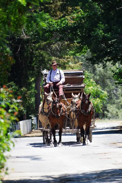 Sahne Koçu Atlar California Eyalet Parkı Yaklaşıyorlar — Stok fotoğraf