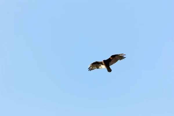 Oiseau Volant Dans Ciel Bleu Clair Avec Étiquette Faune Jaune — Photo