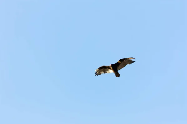 Bird Flying Clear Blue Sky Yellow Wildlife Tag Wing — Stock Photo, Image