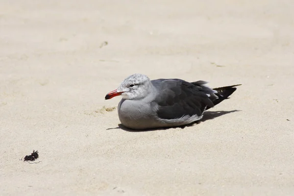 Lone Seagull Sitting Sand Beach Gray Black Feathers Red Bill — Stock Photo, Image