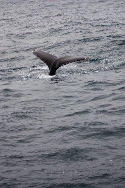 Kambur Balina Kuyruğu Monterey Körfezi 'ndeki Monterey Körfezi' nde